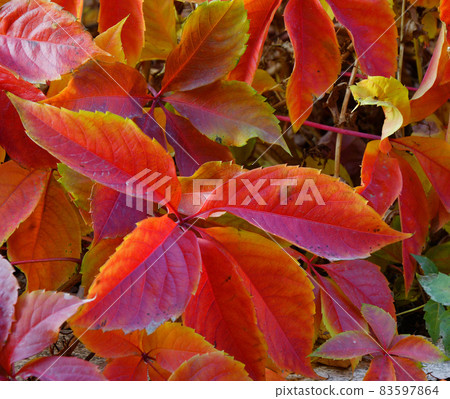 Multicolored leaves of wild or maiden grapes (Latin. Parthenocissus) in autumn 83597864