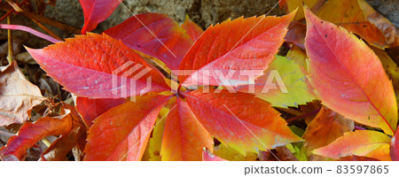 Multicolored leaves of wild or maiden grapes (Latin. Parthenocissus) in autumn Multicolored leaves of wild or maiden grapes (Latin. Parthenocissus) in autumn 83597865