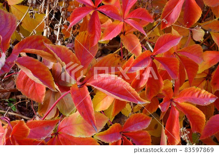 Multicolored leaves of wild or maiden grapes (Latin. Parthenocissus) in autumn Multicolored leaves of wild or maiden grapes (Latin. Parthenocissus) in autumn 83597869