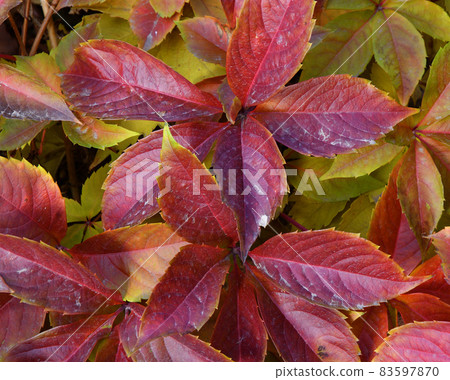 Multicolored leaves of wild or maiden grapes (Latin. Parthenocissus) in autumn Multicolored leaves of wild or maiden grapes (Latin. Parthenocissus) in autumn 83597870