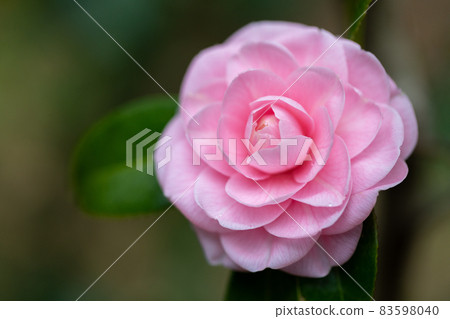 Camellia blooms Camellia blooms 83598040
