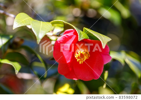 山茶花開花 山茶花開花 83598072