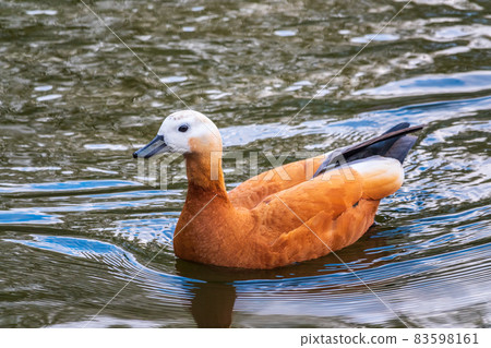 Ruddy Shelduck, or red duck, lat. Tadorna ferruginea, swimming on a lake. Ruddy Shelduck, or red duck, lat. Tadorna ferruginea, swimming on a lake. 83598161