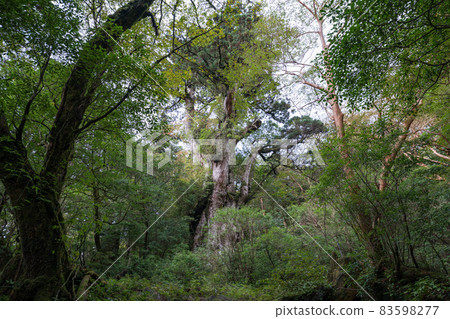 Jomon cedar of Yakushima Jomon cedar of Yakushima 83598277