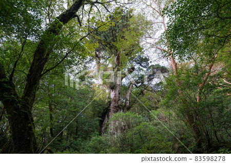 Jomon cedar of Yakushima 83598278