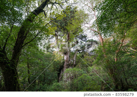 Jomon cedar of Yakushima 83598279