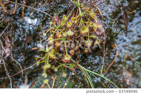 Drosera rotundifolia (carnivorous plant) that grows on the truck road of Yakushima 83599090