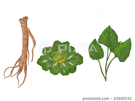 vegetable drawing of bellflower, spring radish and cinnamon vegetable drawing of bellflower, spring radish and cinnamon 83600542