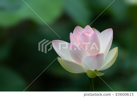 A lotus A lotus 83600615