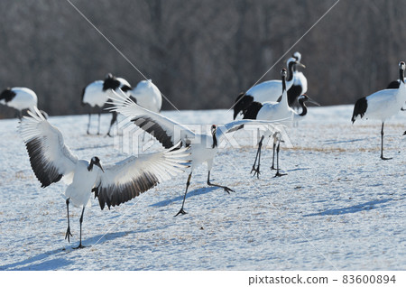 群舞（北海道鶴井） 83600894