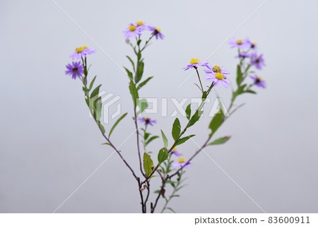 沒有滑稽的 83600911