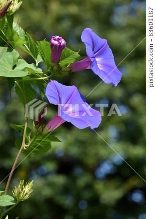 Blue dawn flower that looks good in the blue sky is also famous for its green curtain 83601187