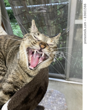 It is a cat of Kijitora who yawns with all one's might. It is a cat of Kijitora who yawns with all one's might. 83601566