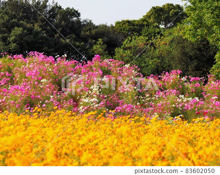 與粉色和黃色的宇宙和綠樹合作 83602050