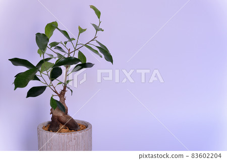觀賞植物 Gajumaru 盆栽植物白色背景 觀賞植物 Gajumaru 盆栽植物白色背景 83602204
