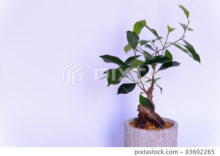 Ornamental plant Gajumaru potted plant White background 83602265