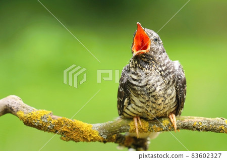 The common cuckoo Cuculus canorus 83602327