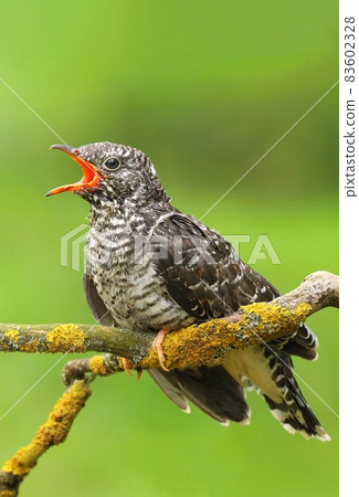 The common cuckoo Cuculus canorus 83602328