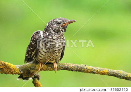 The common cuckoo Cuculus canorus 83602330