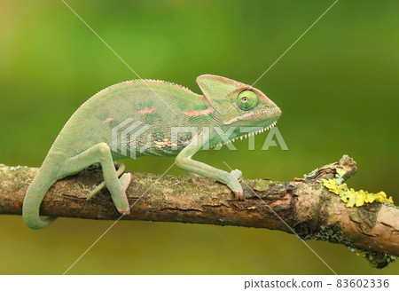 The vailed chameleon Chamaeleo calyptratus The vailed chameleon Chamaeleo calyptratus 83602336