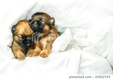 newborn puppies brussels griffon sleeping under a white blanket 83602543
