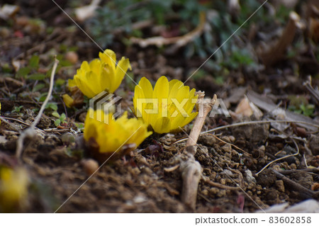 阿多尼斯 83602858