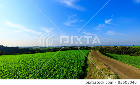 A specialty cabbage and radish field in Miura City, Kanagawa Prefecture, on the Shonan Miura Peninsula (winter) 83603046