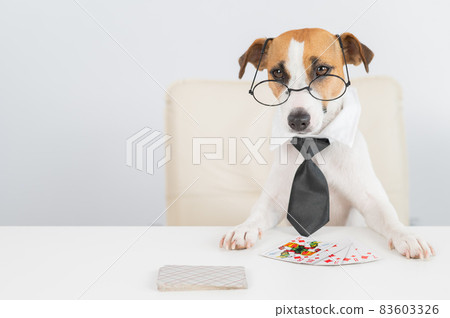 Jack russell terrier dog with glasses and tie plays poker. Addiction to gambling card games. Jack russell terrier dog with glasses and tie plays poker. Addiction to gambling card games. 83603326