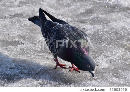 Dove beaking snow Dove beaking snow 83603956