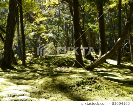 Moss Temple (Saihoji) World Cultural Heritage Cultural Monuments of Ancient Kyoto Moss Temple (Saihoji) World Cultural Heritage Cultural Monuments of Ancient Kyoto 83604163