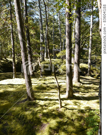 青苔寺(西法寺) 世界文化遺產 古京都文化遺產 青苔寺(西法寺) 世界文化遺產 古京都文化遺產 83604188