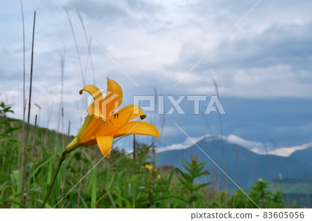 黃花菜 黃花菜 83605056