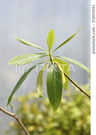 Paperbush Paperbush 83605081