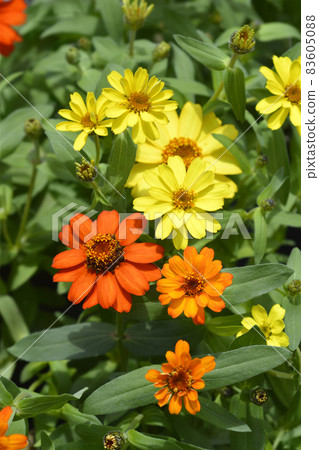Common zinnia Common zinnia 83605088
