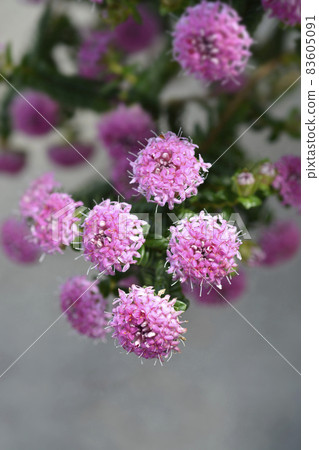 Rosy rice flower Rosy rice flower 83605091