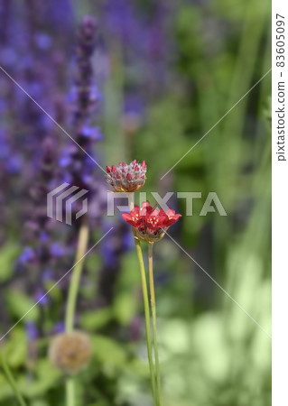 Great thrift Ballerina Red 83605097