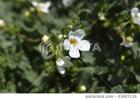 Ornamental bacopa Ornamental bacopa 83605116