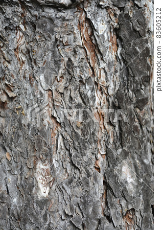 Black pine Black pine 83605212