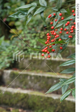 Moss is a loose staircase Moss is a loose staircase 83605470