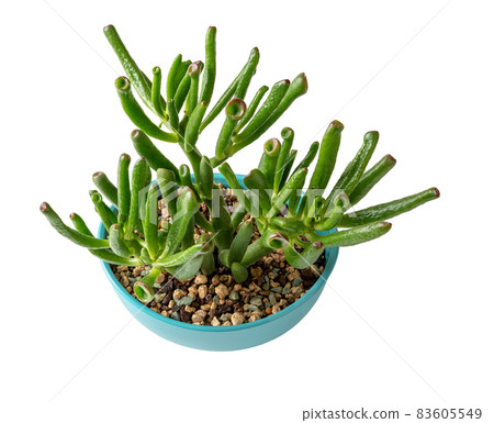 Crassula ovata Gollum Jade plant for bonsai isolated on a white background. Succulent plant. 83605549