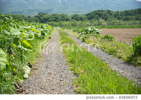 Countryside gravel road Nostalgic image of hometown 83606055