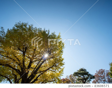 Autumn scenery of the Imperial Palace Garden Autumn scenery of the Imperial Palace Garden 83606571