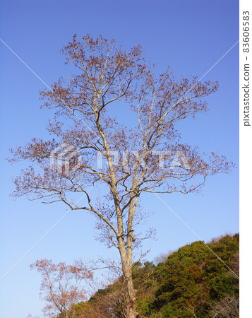 早春榿木和藍天 83606583