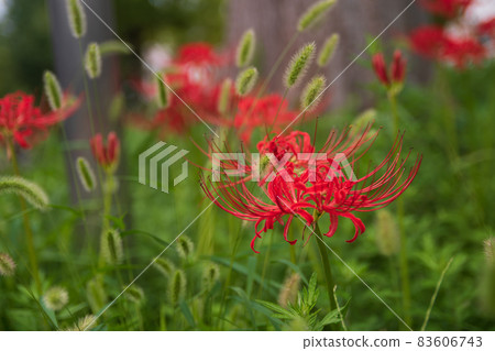 Cat jar and cluster amaryllis 83606743