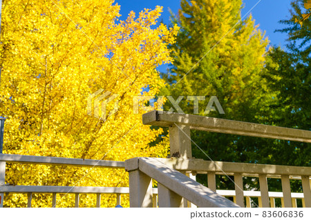 Hachioji City Koshu Highway pedestrian bridge and yellow leaves of ginkgo Hachioji City Koshu Highway pedestrian bridge and yellow leaves of ginkgo 83606836