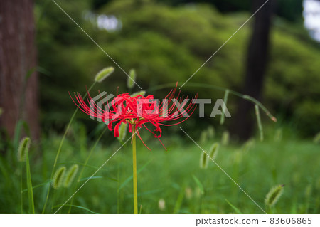 Cat jar and cluster amaryllis 83606865