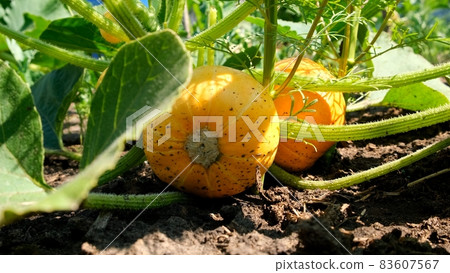 Growing pumpkins in the garden in the garden. Orange pumpkins growing in the garden. Autumn october Growing pumpkins in the garden in the garden. Orange pumpkins growing in the garden. Autumn october 83607567