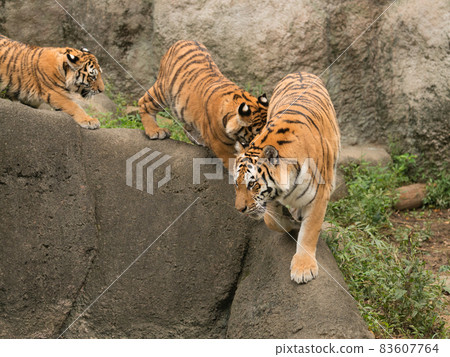 阿穆爾虎親子沿山脊 83607764