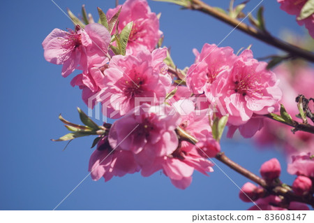 Peach blossoms Peach blossoms 83608147