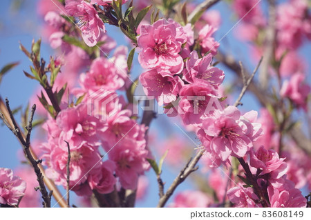 Peach blossoms Peach blossoms 83608149
